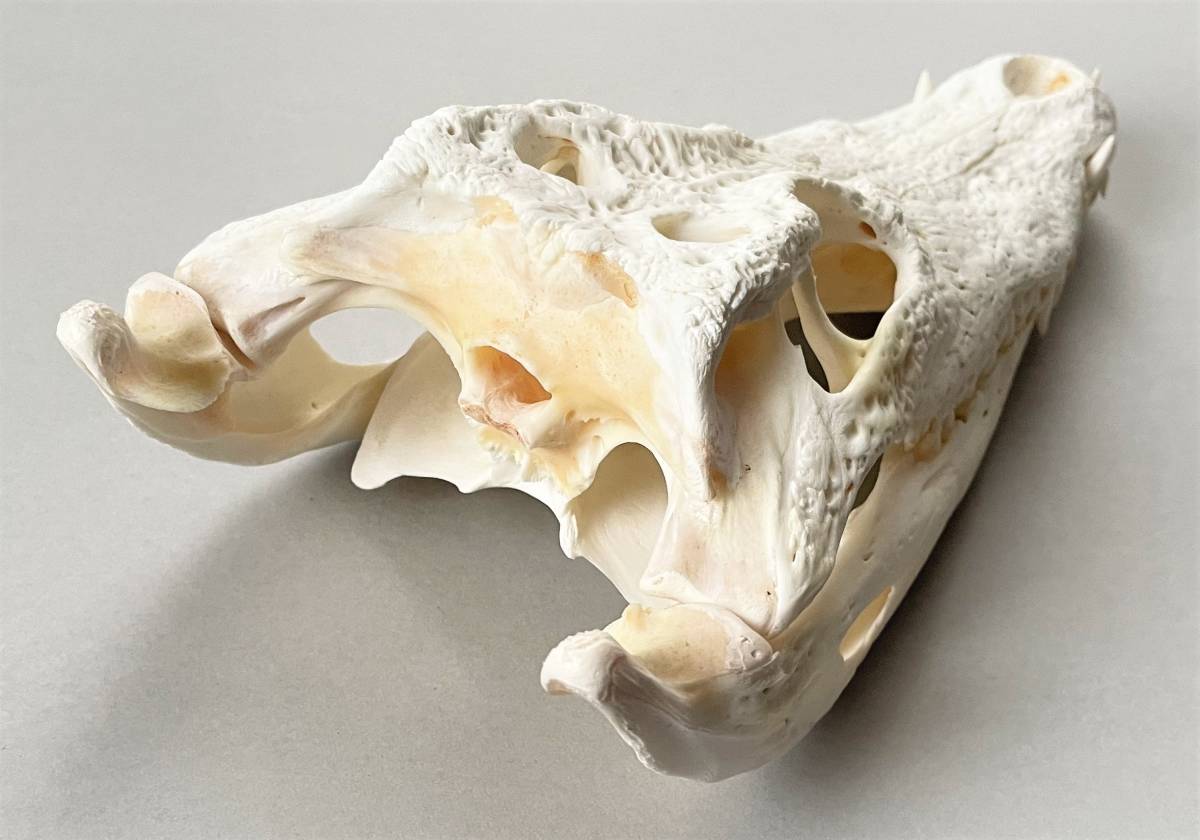 ワニ　頭骨下顎　29cm　鰐・わに スカル　骨格標本　SKULL　生物理化学教材　_画像9