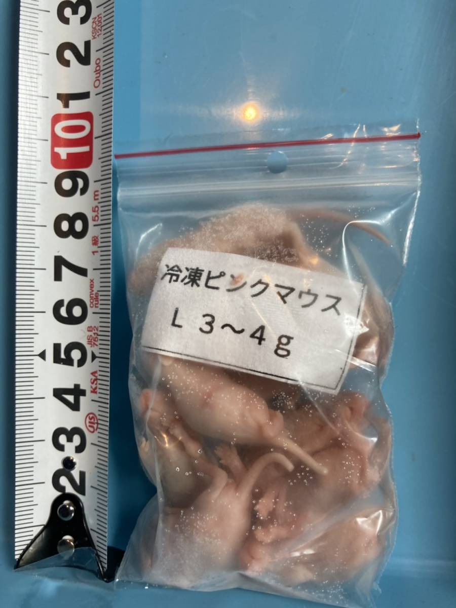 最大の割引 冷凍ピンクマウスL 3～4g(100匹) エサ - www.jpss.gov.my