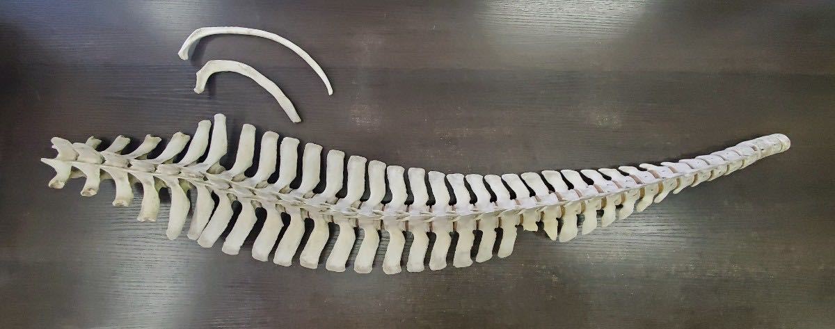 イルカ スナメリ 骨 標本 瀬戸内海 脊椎 骨格標本
