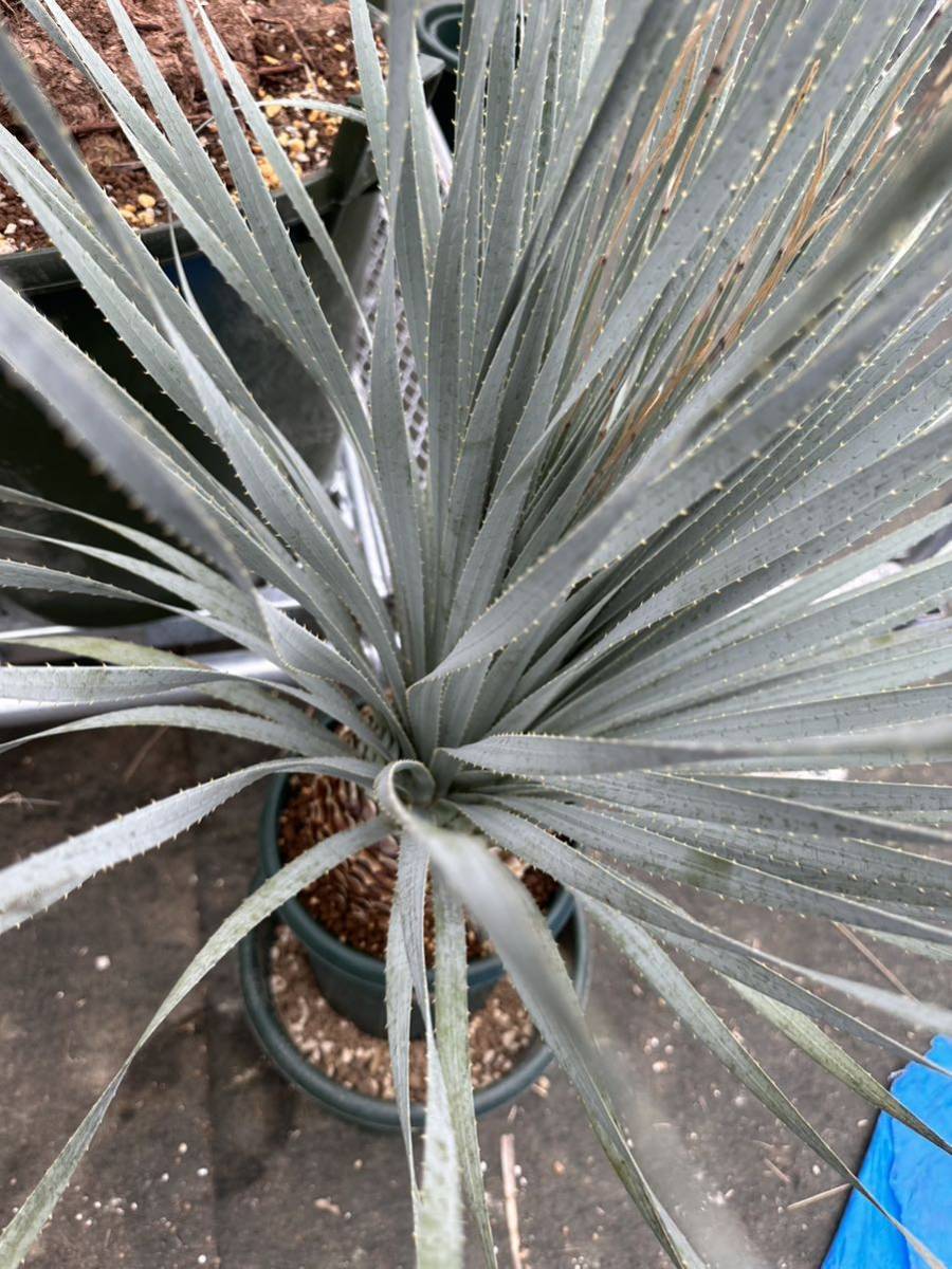 Yahoo!オークション - Dasylirion Glaucophyllum ダシリリオン Yahoo!オークション - Dasylirion Glaucophyllum ダシリリオン