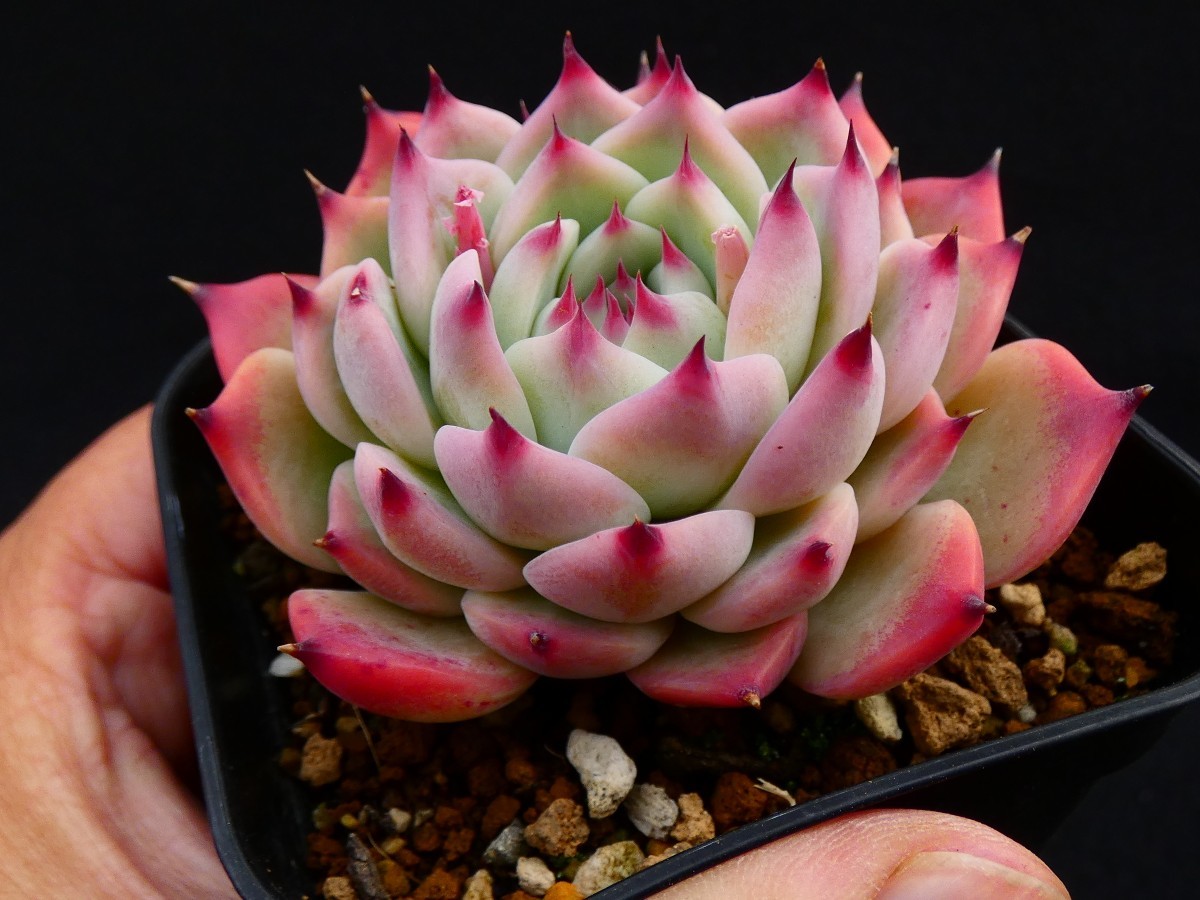 Yahoo!オークション - 水蜜桃 多肉植物 エケベリア 抜き苗 Yahoo!オークション - 水蜜桃 多肉植物 エケベリア 抜き苗