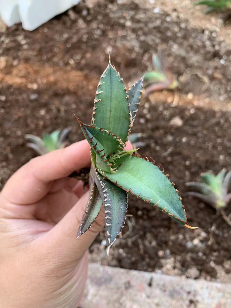 Agave titanota ”Red Catweezle' アガベ チタノタ レッドキャット