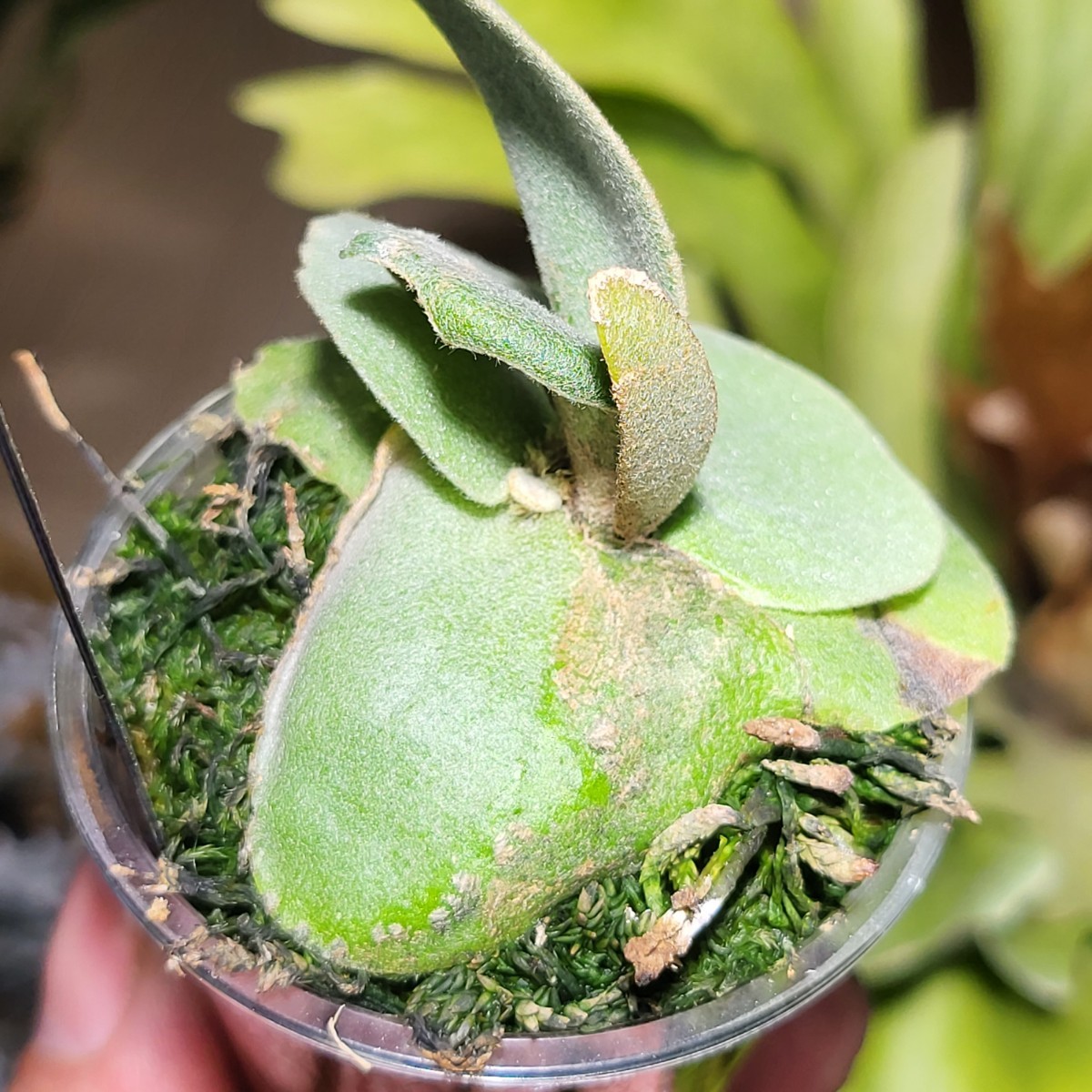 Yahoo!オークション - P. willinckii cv. pygmaeum original Yahoo!オークション - P. willinckii cv. pygmaeum original