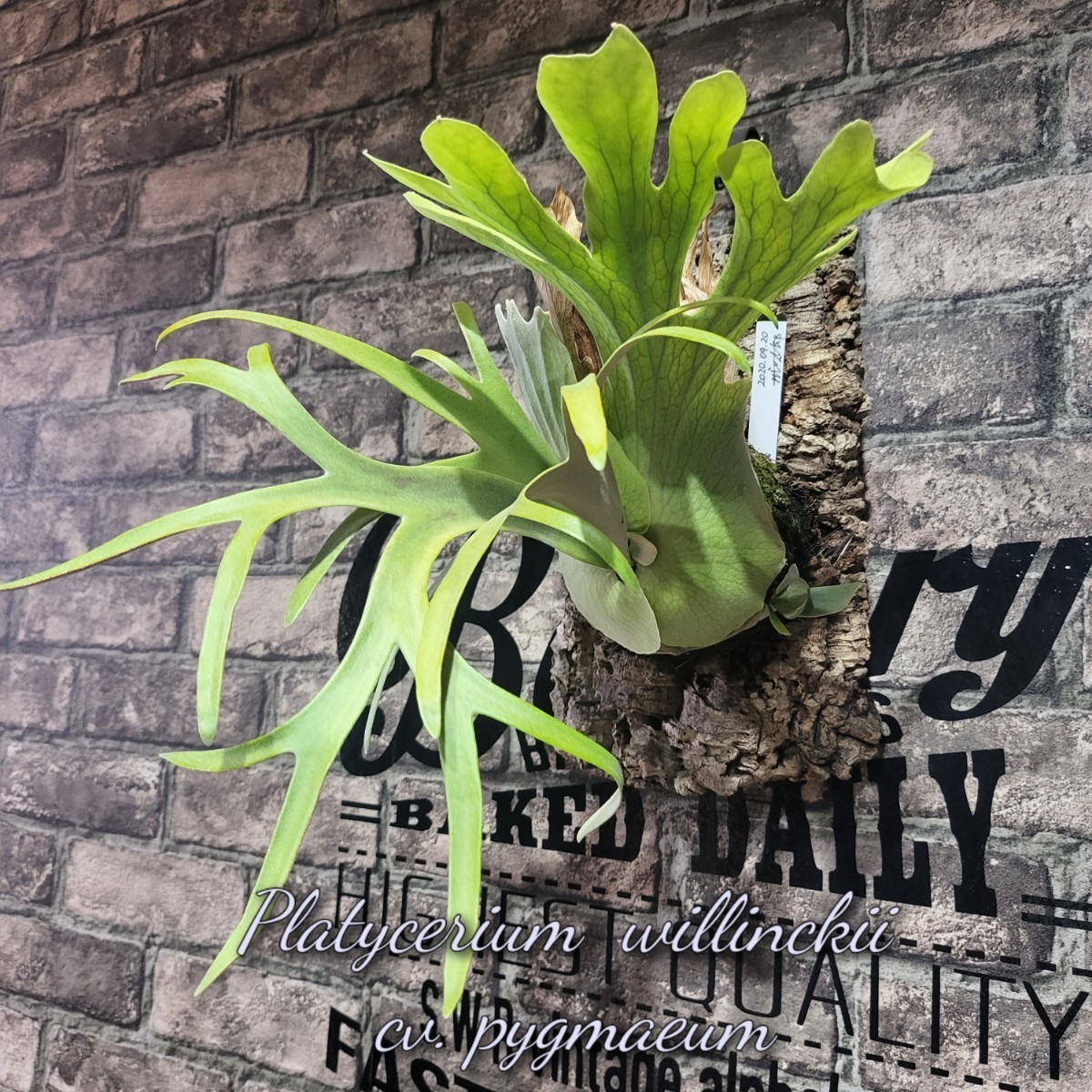 Yahoo!オークション - P. willinckii cv. pygmaeum original Yahoo!オークション - P. willinckii cv. pygmaeum original