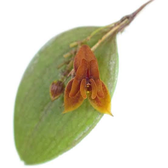 lepenthes dodsoni X domingensis ハイブリッド 洋蘭 着生ラン エクアドル パルダリウム ハイブリッド種 レパンテス