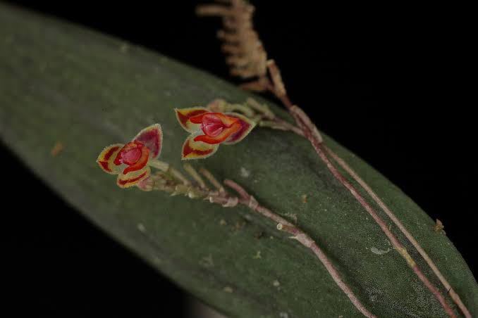 lepanthes surrogata レア種 パルダリウム 原種洋蘭 着生ラン
