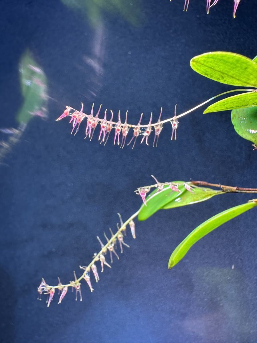 Lepenthopsis acuminata レパンテス 稀少種 開花中 パルダ洋蘭 原種