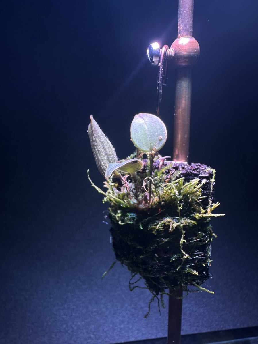 lepanthes surrogata レア種 パルダリウム 原種洋蘭 着生ラン