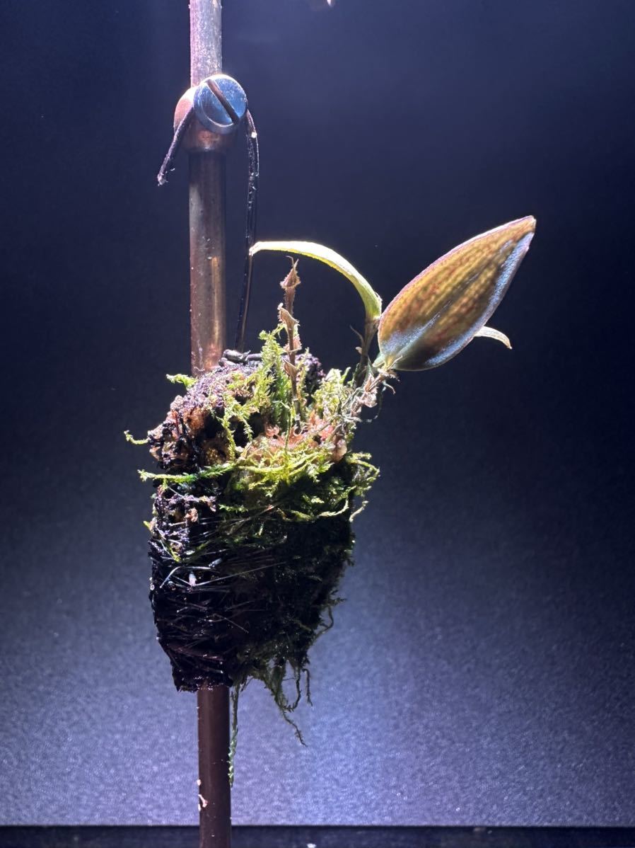 lepanthes surrogata レア種 パルダリウム 原種洋蘭 着生ラン