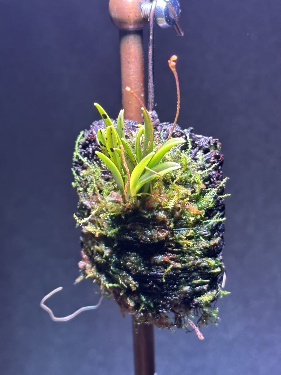 洋蘭原種 ()1輪ですが花付き。人気のミニチュアオーキッド Pleurothallis mystax プレウロタリス ミスタックス 洋蘭原種 ()1輪ですが花付き。人気のミニチュアオーキッド Pleurothallis mystax プレウロタリス ミスタックス