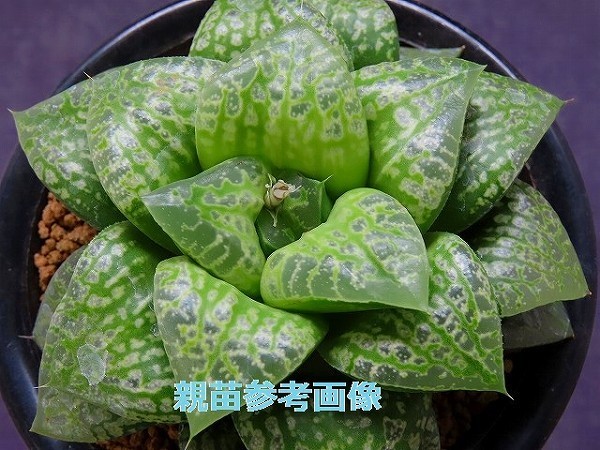 □仮面舞踏会 【多肉植物 Haworthia ハオルチア ハオルシア