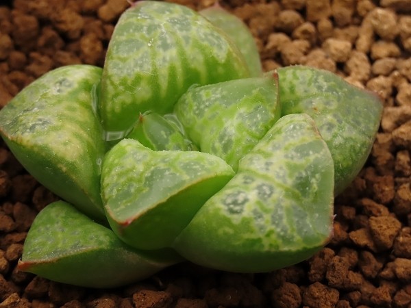 □仮面舞踏会 【多肉植物 Haworthia ハオルチア ハオルシア