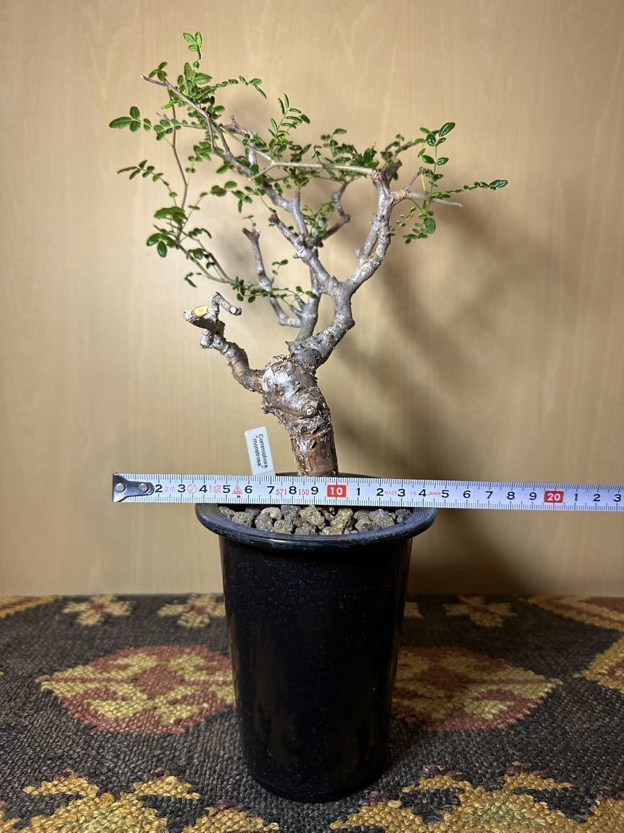 発根済み】コミフォラ モンストローサ 現地株 検) commiphora