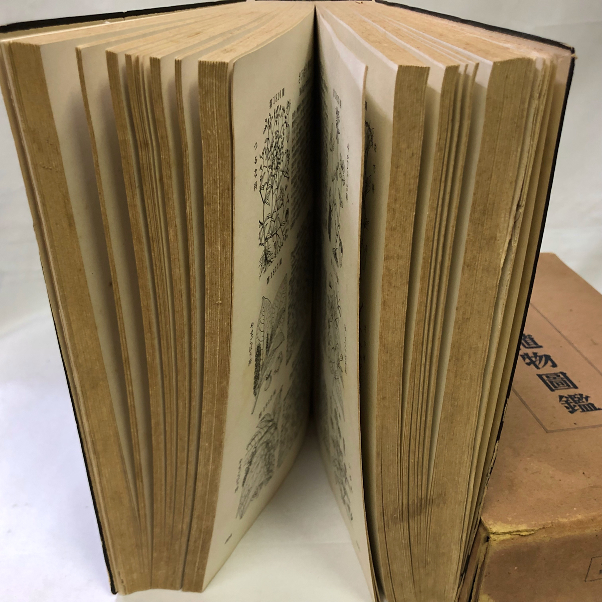 ☆稀覯本☆牧野富太郎 の集大成『牧野日本植物図鑑』☆貴重な初版 ☆稀覯本☆牧野富太郎 の集大成『牧野日本植物図鑑』☆貴重な初版