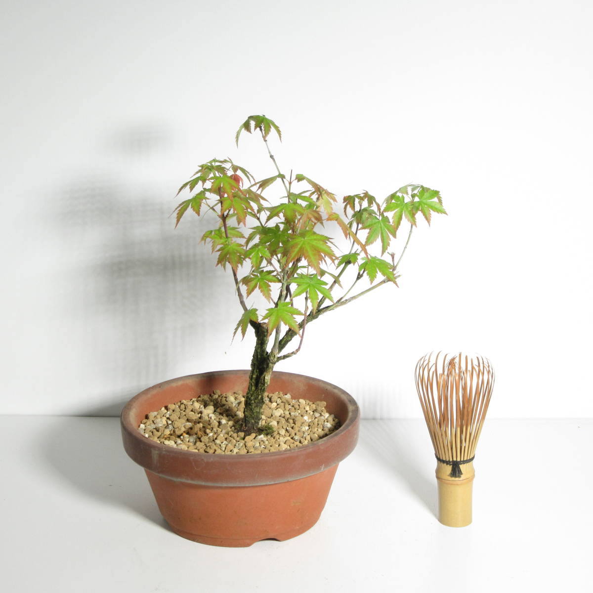 雑木・盆栽 】荒皮性『 一才錦( 紅葉・アラカワモミジ・荒皮 雑木・盆栽 】荒皮性『 一才錦( 紅葉・アラカワモミジ・荒皮