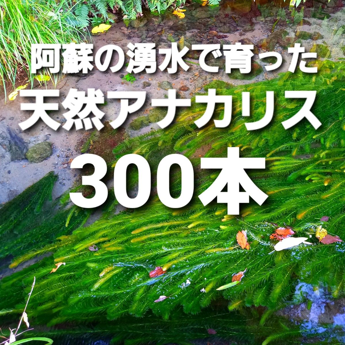 300本以上 阿蘇の湧水で育った水草 天然アナカリス