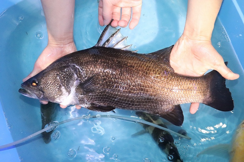 【淡水魚】爆安 ビッグサイズ アカメ【個体販売】(±48-50cm)(大型魚)