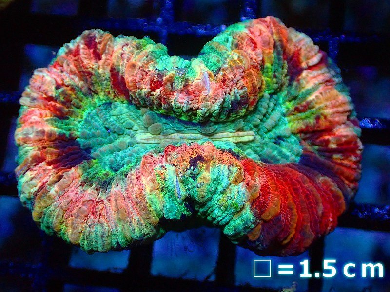 サンゴ】オオバナサンゴ（Multi Color)（個体販売）No.33（生体 