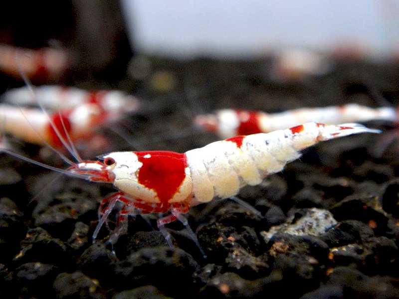[ shrimp ][ shrimp ][1 pcs ] Red Bee Shrimp outline of the sun Mothra ML-L famous bleeder individual red white beautiful individual (1.2-1.5cm)