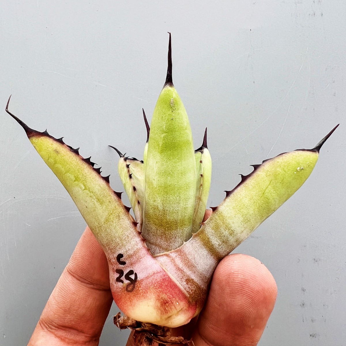 C28 新種の先発です 多肉植物 アガベ 黒い森です 極上強棘 棘の C28 新種の先発です 多肉植物 アガベ 黒い森です 極上強棘 棘の