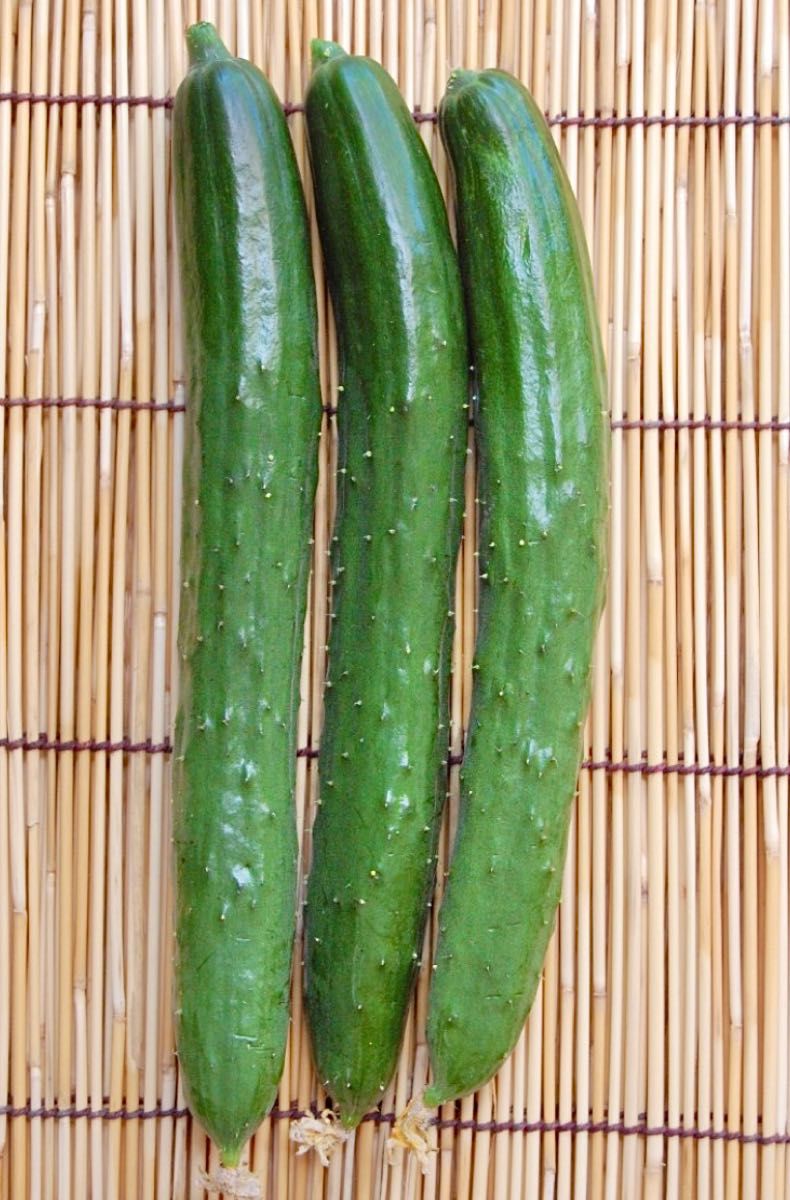 【国内育成・採取】 バテシラズ3号 家庭菜園 種 タネ きゅうり 野菜 胡瓜