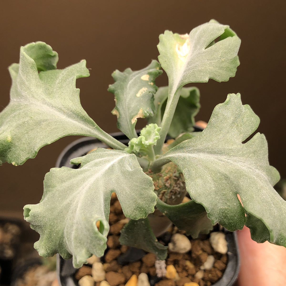 葉モリモリ! ペラルゴニウム クリンガルドテンセ 多肉植物 塊根植物