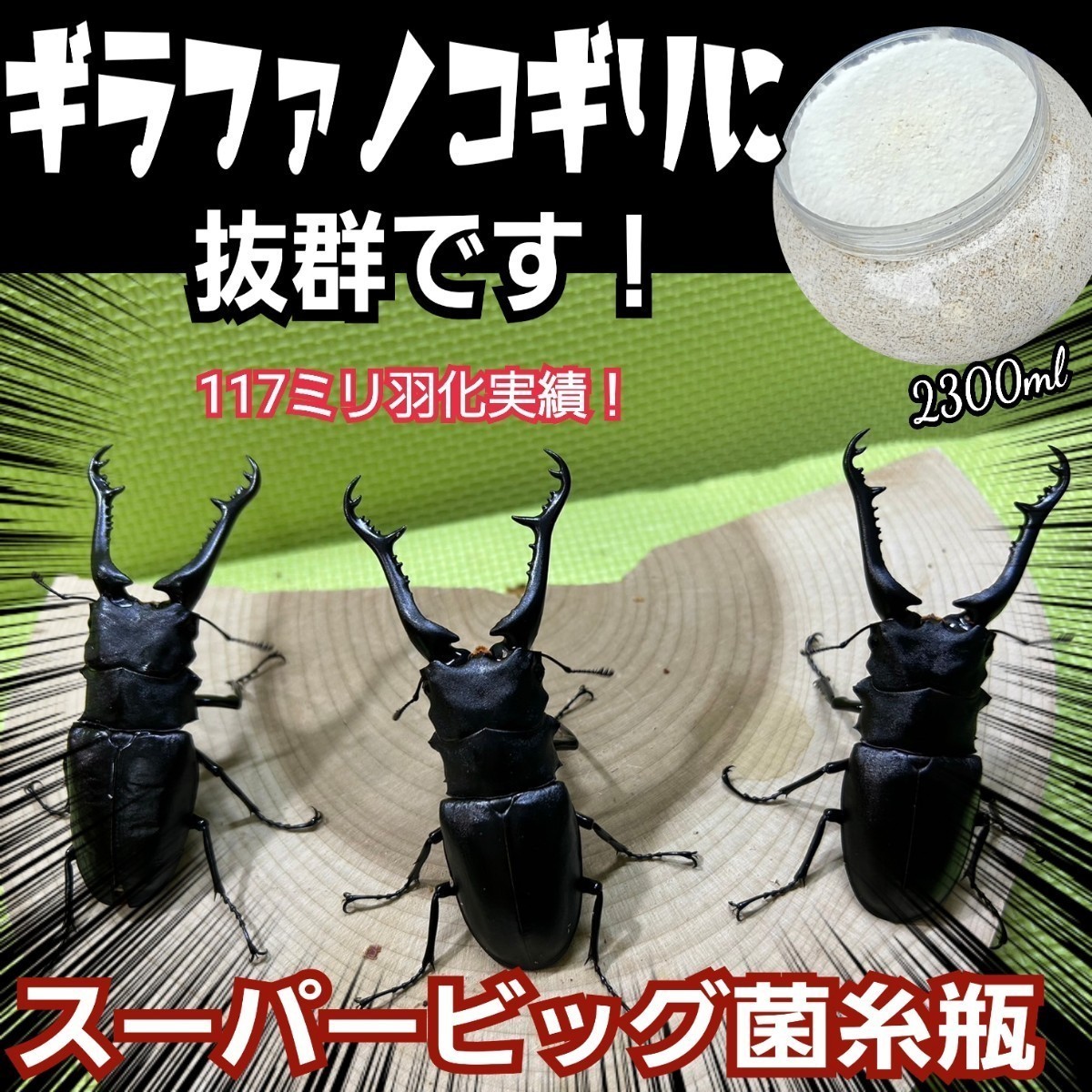 ギネス狙いに！超ビック2300ml☆特選ヒマラヤひらたけ菌糸瓶　　大型クワガタ羽化専用☆トレハロース・キトサン・ローヤルゼリー強化配合！_画像1