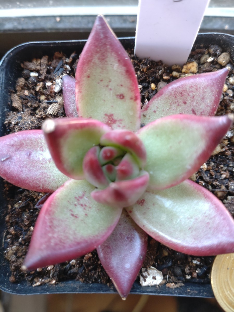 多肉植物 エケベリア ☆ 韓国苗 15 ☆ | clinicaversalles.com.pe