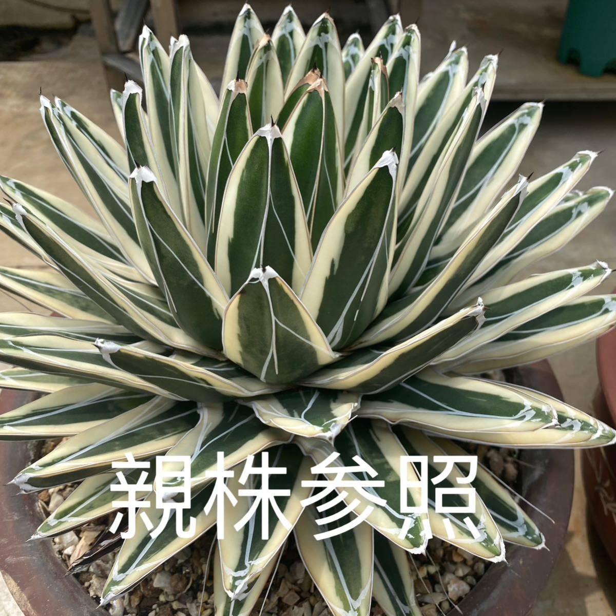 多肉植物 アガベ 氷山 子株 2株同梱 期間限定特売|Yahoo!フリマ 多肉植物 アガベ 氷山 子株 2株同梱 期間限定特売|Yahoo!フリマ