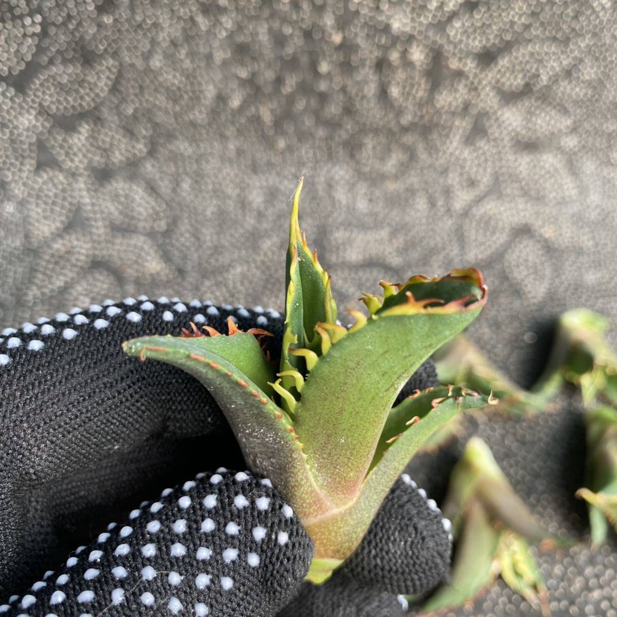 柔らかな質感の 多肉植物アガベ・チタノタ・レッドキャットウィーズル
