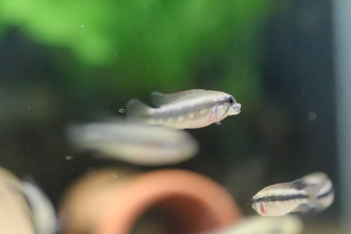 アピストグラマ sp.ブルトケール F1稚魚5匹 doloreshotels.ph