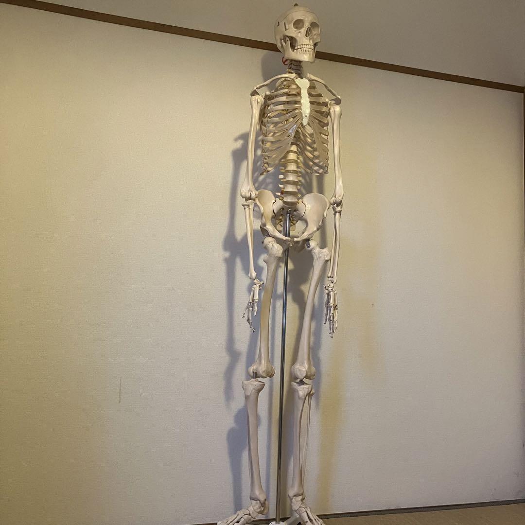 骨格人体模型　等身大　骸骨　骨　170cm