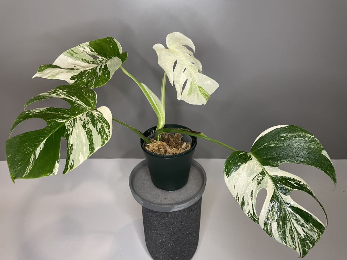 73」MONSTERA ALBO BORSIGIANA VARIEGATA 白斑モンステラ アルボ