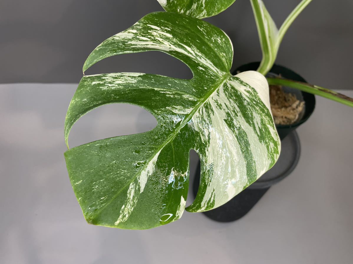 73」MONSTERA ALBO BORSIGIANA VARIEGATA 白斑モンステラ アルボ