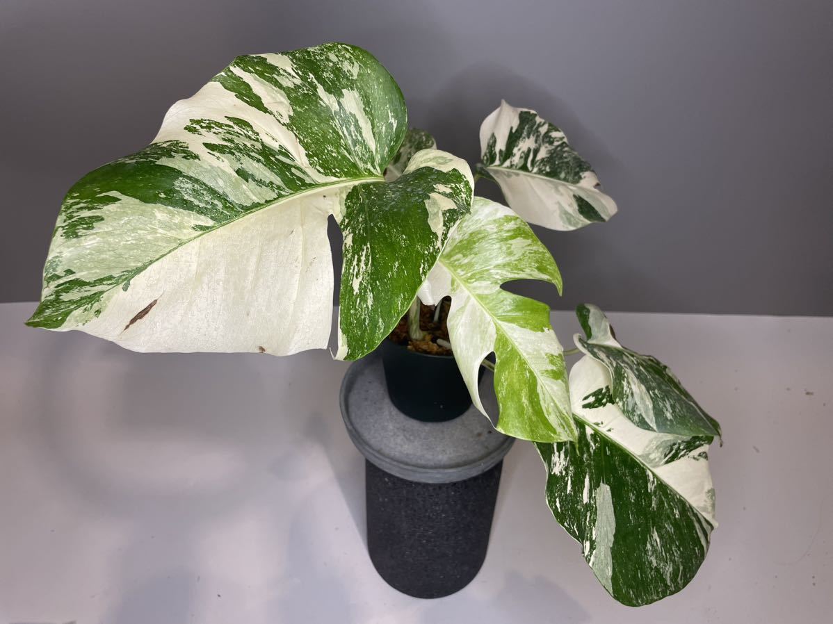 3」MONSTERA ALBO BORSIGIANA VARIEGATA 白斑モンステラ アルボ