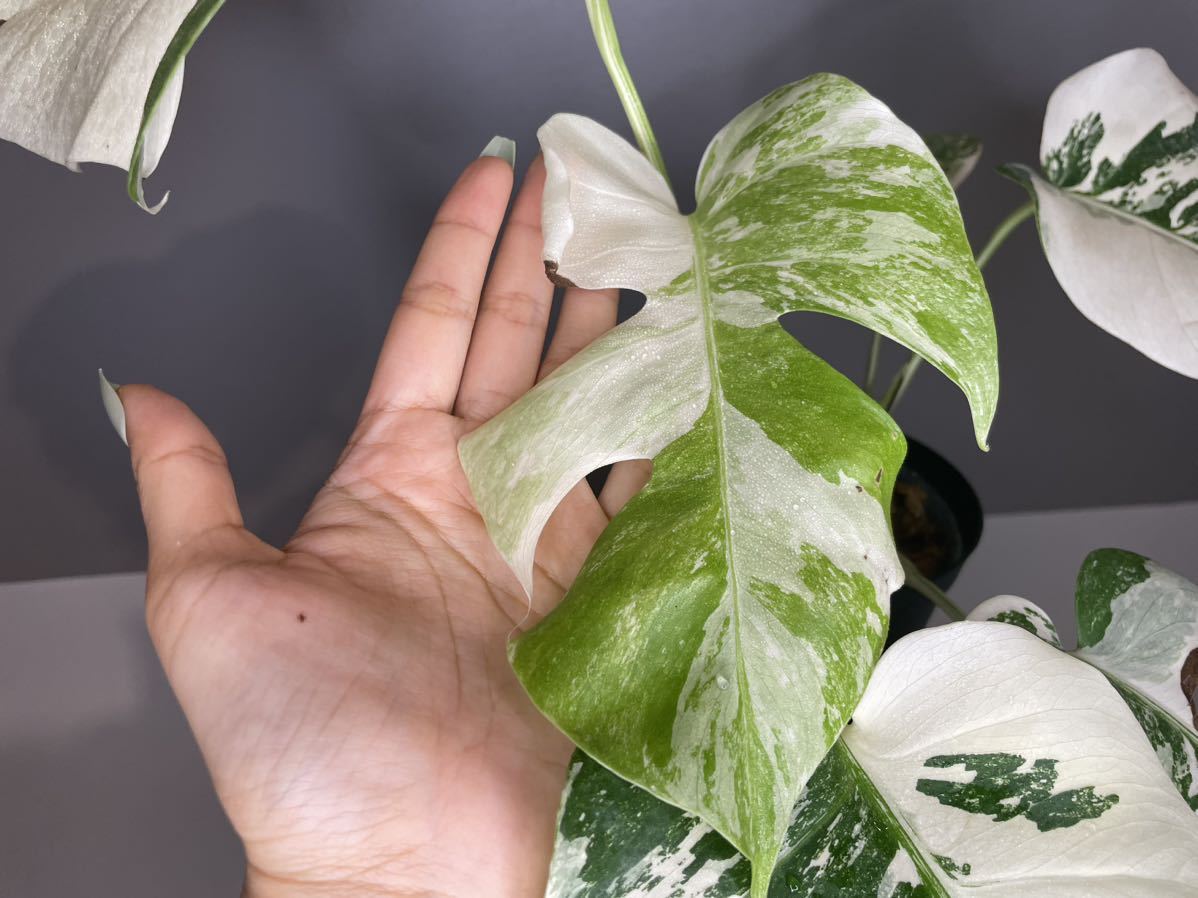 3」MONSTERA ALBO BORSIGIANA VARIEGATA 白斑モンステラ アルボ