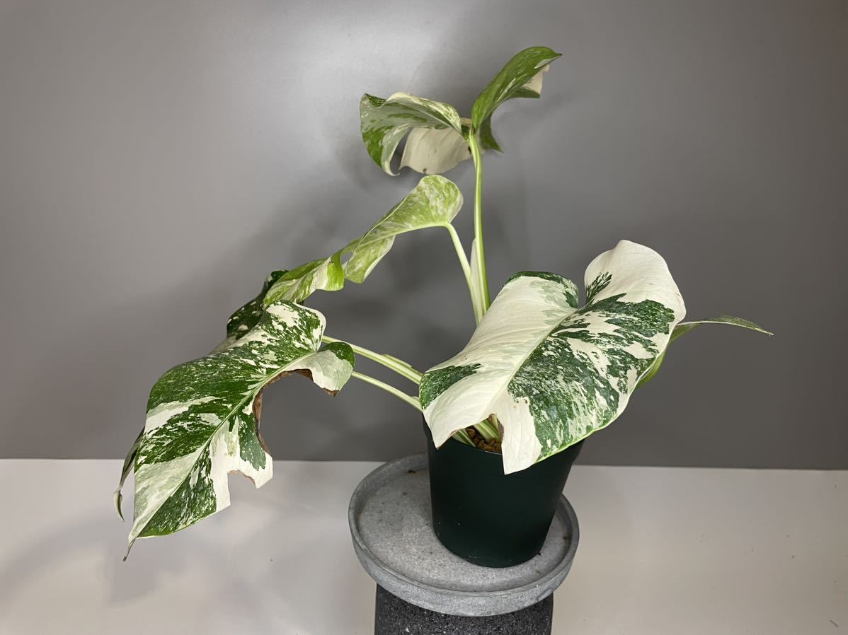 3」MONSTERA ALBO BORSIGIANA VARIEGATA 白斑モンステラ アルボ