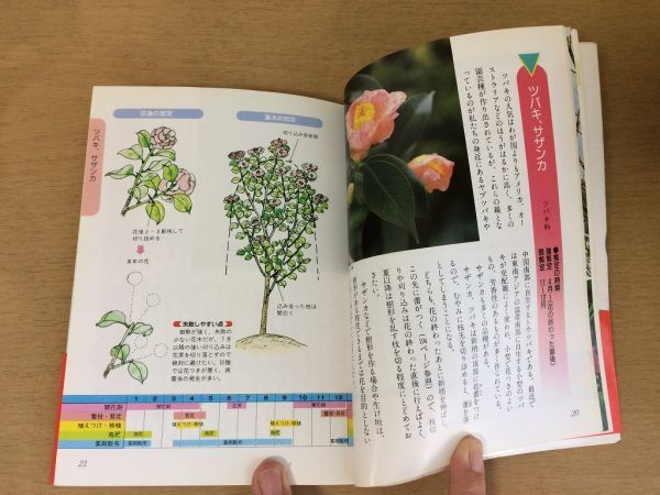 ●P088●花木庭木の整枝剪定●船越亮二●園芸つる性植物生垣花芽花つき実つき●主婦の友社●即決_画像4