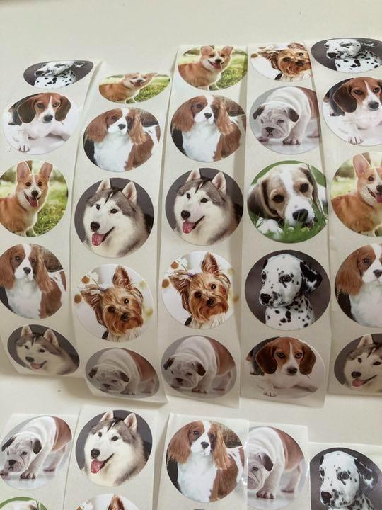 実写リアル犬のシール70枚セット　バラ売り　コレクション かわいい　動物　写真シール　大きめ　おしゃれ　_画像2