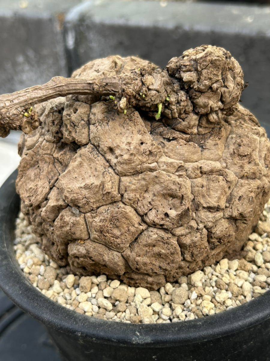 ステファニア スベローサ Stephania suberosa植木鉢塊根植物 多肉植物