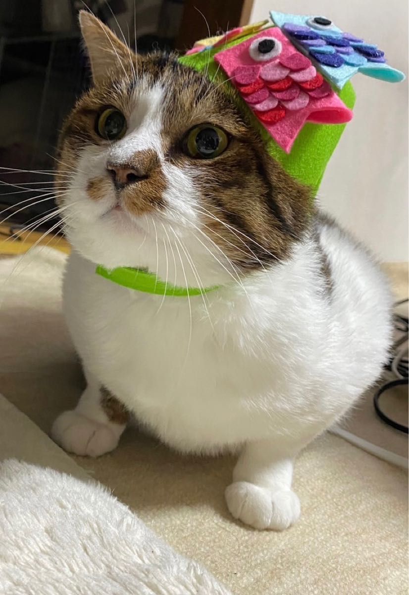 こいのぼり 五月人形 ペット用帽子 被り物 ハンドメイド 猫 小型犬