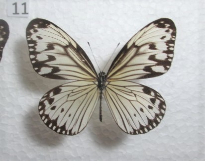 蝶標本　ガウラヒメゴマダラ　⑪　フィリピン産　1ペア　_♀