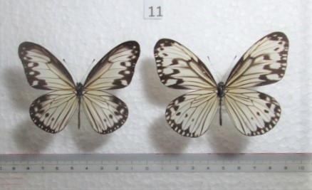 蝶標本　ガウラヒメゴマダラ　⑪　フィリピン産　1ペア　_画像1
