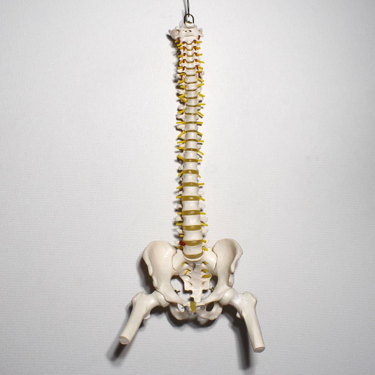 背骨 脊柱 骨格標本 模型 骨盤・大腿骨付き カイロプラクティック 整体院 Yahoo!フリマ（旧）