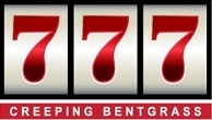 芝生の種・最高級ベントグラス 777 トリプルセブン 250g(芝)_画像1