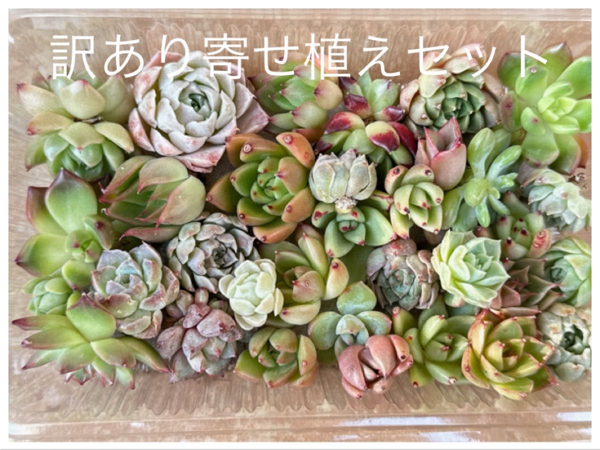 訳あり寄せ植えセット カット苗詰め合わせ 多肉植物 エケベリア 訳あり寄せ植えセット カット苗詰め合わせ 多肉植物 エケベリア