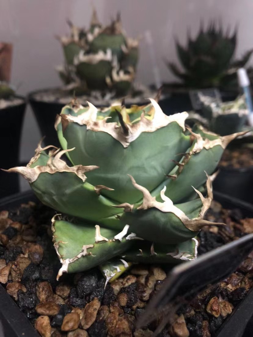 Yahoo!オークション - アガベ チタノタ 緑鯨 Agave titanota Yahoo!オークション - アガベ チタノタ 緑鯨 Agave titanota