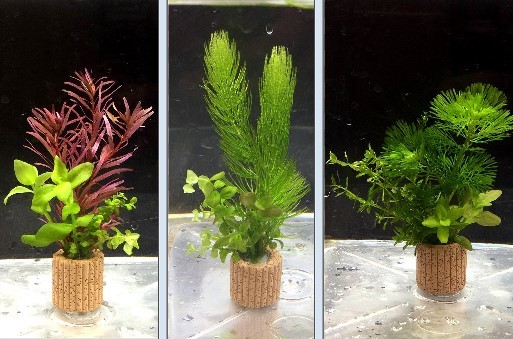 * put only easy layout! water plants 3 kind 3 piece set +mi Nami freshwater prawn 5 pcs +re drum z horn 5 pcs me Dakar aquarium .!②