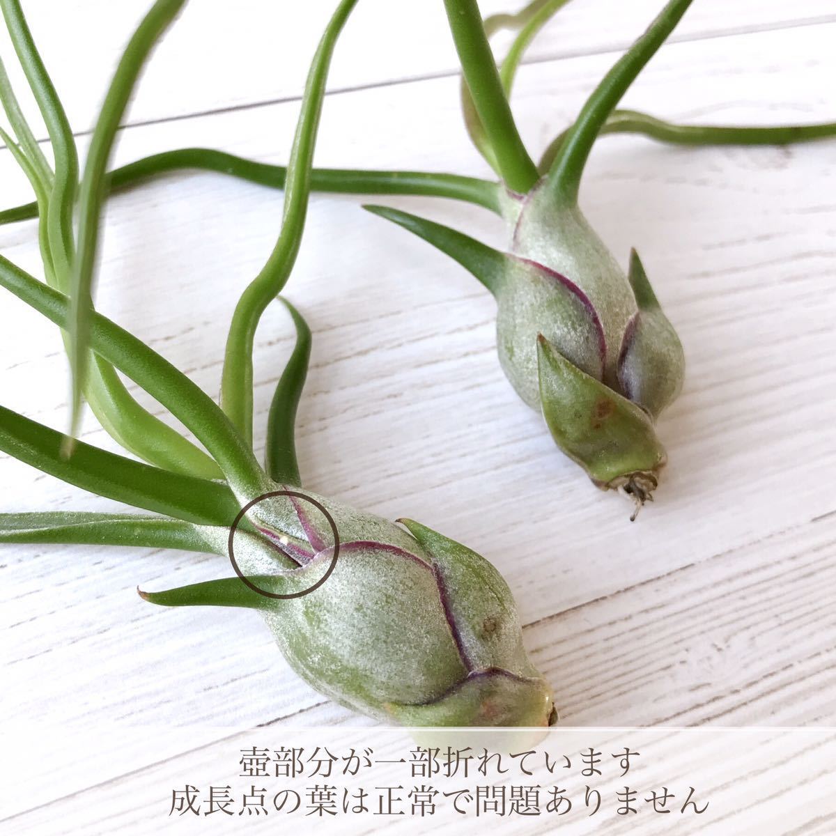 【2株セット】 Tillandsia bulbosa チランジア ブルボーサ ティランジア エアープランツ エアプランツ _画像2