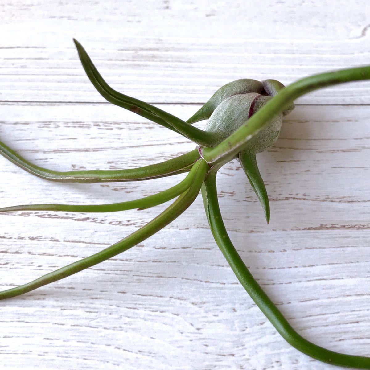 【2株セット】 Tillandsia bulbosa チランジア ブルボーサ ティランジア エアープランツ エアプランツ _画像10